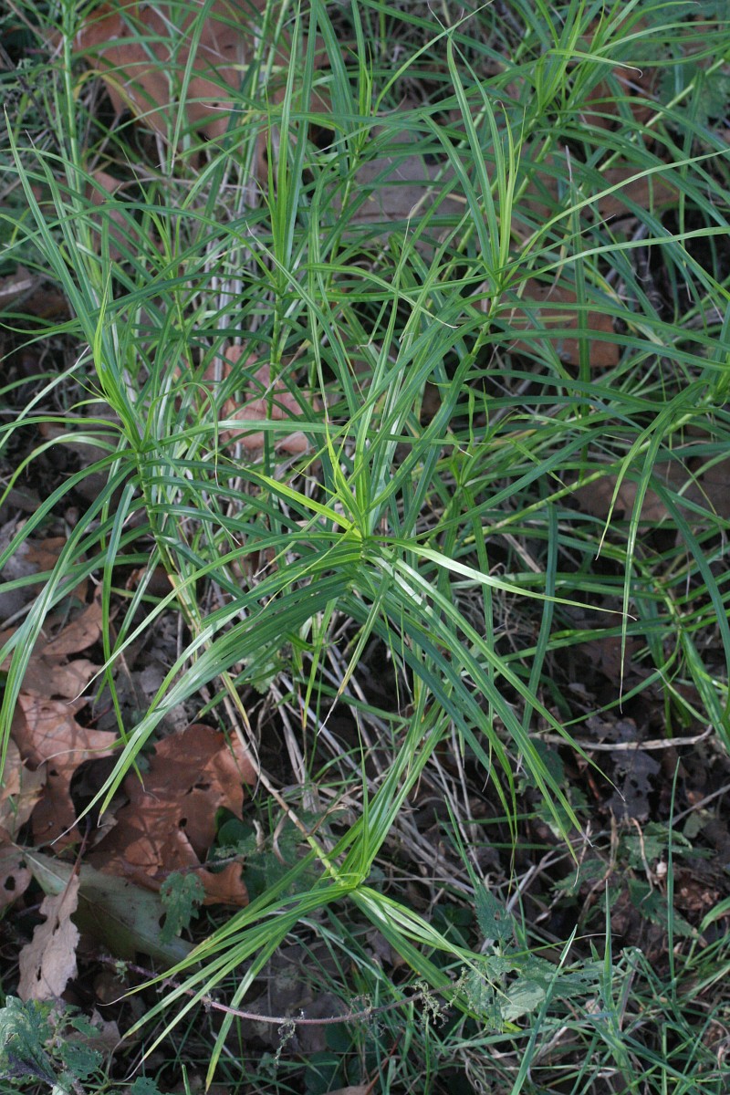 Carex muskingumensis